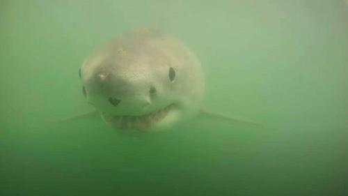 In 2015, Scott Tindale captured footage of another great white shark, in the same spot of the Kaipara Harbour, which covers north Auckland and southern Northland.