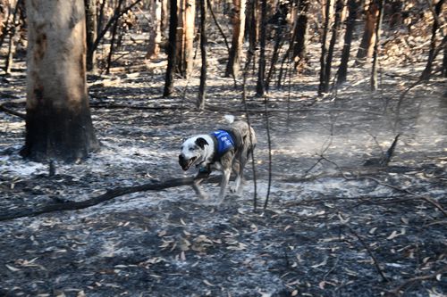 Bear saved 100 koalas over the Black Summer bushfires. 