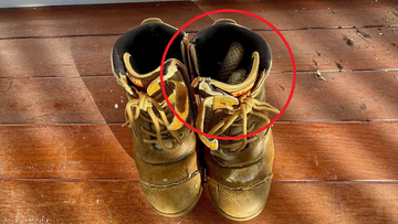 Gunter Glasser said the tradie was lucky to have seen the scales, which almost blended into the interior of the shoe.