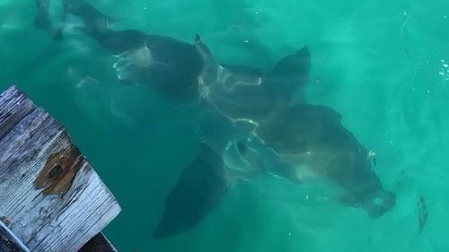 The 2.5m great white shark was photographed swimming around the jetty in Second Valley.