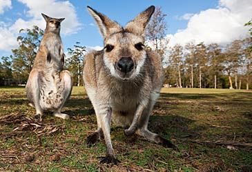 The word "kangaroo" is from with Aboriginal language?