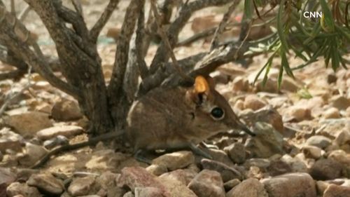 Somalia sengis/Elephant shrew