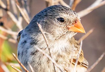 Darwin's finches were collected on a visit to which islands?