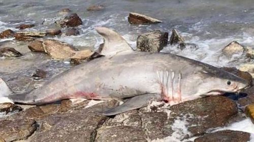 An investigation has been launched after a dead great white shark was found.