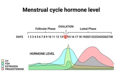 Menstrual cycle hormone level. Average menstrual cycle. Follicular phase, Ovulation, luteal phase