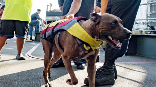 One of the rescued dogs. (US Navy)