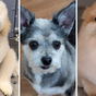 Dog grooming photos: Hilarious before and after shots