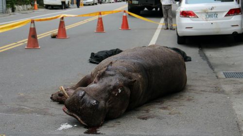 Injured hippo dies in Taiwan after two separate accidents, owner faces jail