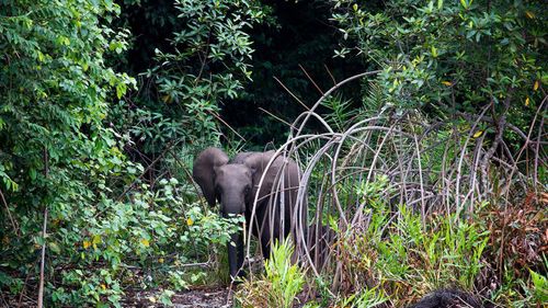 Um elefante da floresta no Gabão.