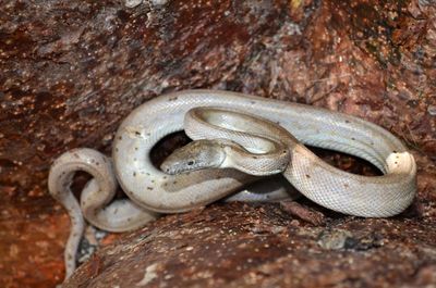 Scientists discover a new species of silver boa constrictor