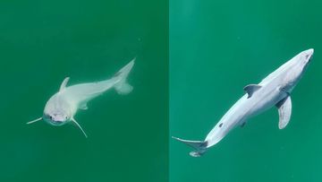 These images reveal a white shark with a pale film covering its body observed 0.4 kilometres off the coast of Carpinteria, California. The authors of a new study believe it&#x27;s a newborn great white.