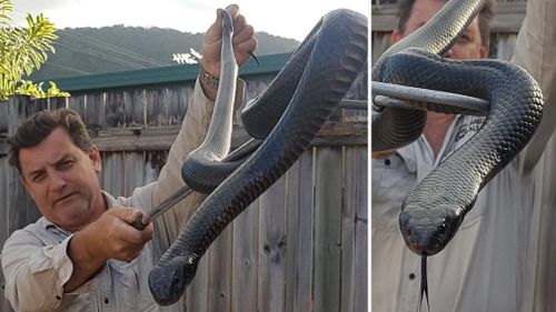 190927 Cairns red-bellied black snake capture home wildlife animals news Far North Queensland