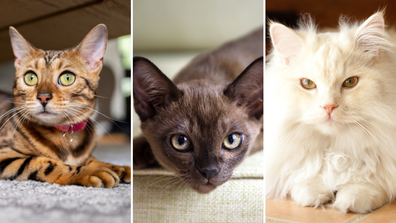 Most common cat breeds