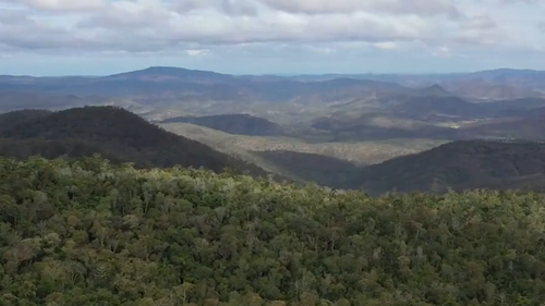 All up 21 of the mammals were found alive and still breeding in burnt forest south of Gladstone.