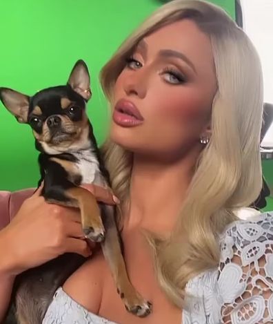 Paris Hilton promises 'big reward' for the safe return of her beloved pup Diamond Baby.