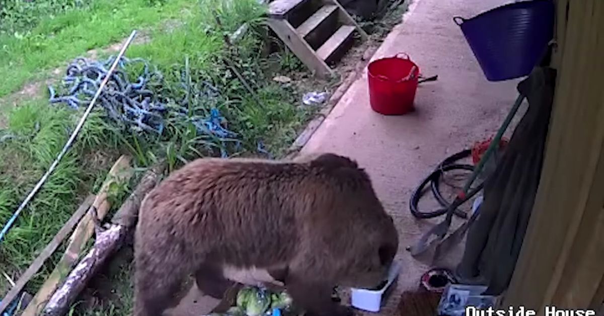 Brown bears escape enclosure, break into pantry and eat weeks worth of honey