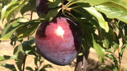 Queensland 'super plum' plum has obesity-fighting properties
