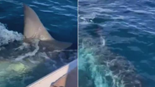 Footage has emerged of a shark lurking off South Australia's coastline as the search for a missing surfer enters its third day.