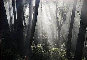 What type of native forest accounts for 75 percent of Australia's total forest area?
