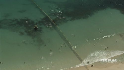 The newly installed shark barrier at WA's Cottesloe Beach has already been infiltrated, with a sneaky seal finding its way into the supposedly safe enclosure. 