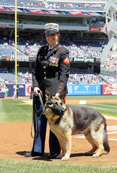 Sergeant Rex the combat dog