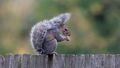 Woman fed up with scourge of squirrels in rental house