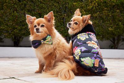 Designer clothes for dogs