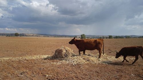 A photo taken from the Haycock's farm showing a small amount of hay for the cattle. (Supplied)
