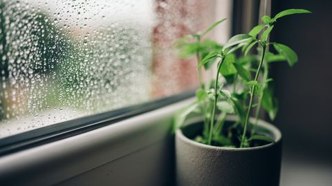 Gardening plants rain