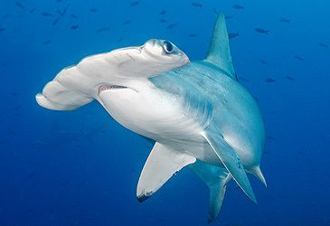 What term denotes the outward extensions of the head of the hammerhead shark?