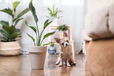 Dog, houseplants, indoor plants