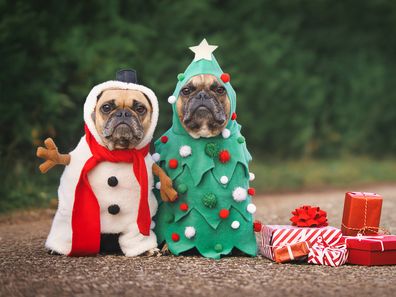 Dogs in Christmas costumes. Two French Bulldogs dresses up as funny Christmas tree and snowman with red gift boxes