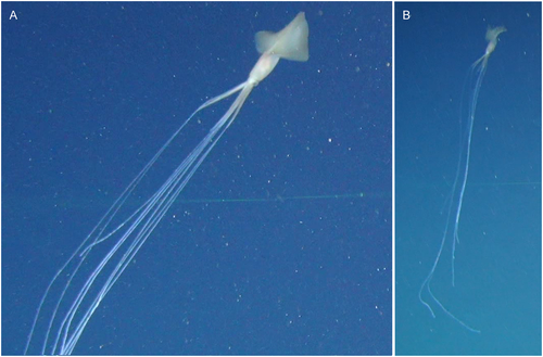 Bigfin squid