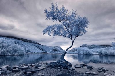 First Place, Infrared Landscape