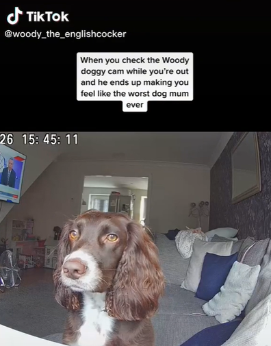 TikTok owner english cocker spaniel home alone