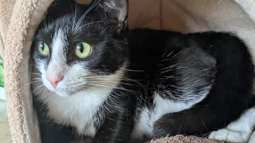 Un gatto della Community Helping Campbelltown Cats.