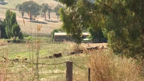 A man has died after being struck by a cow near Albury-Wodonga. (9NEWS)