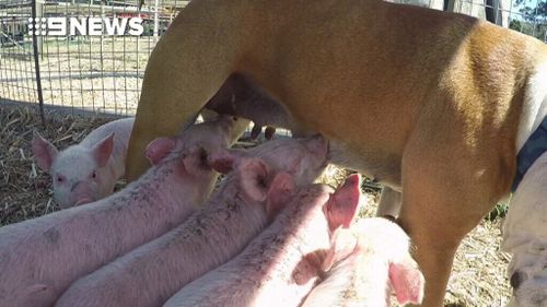 All eight of the piglets immediately started feeding from Treasure. (9NEWS)