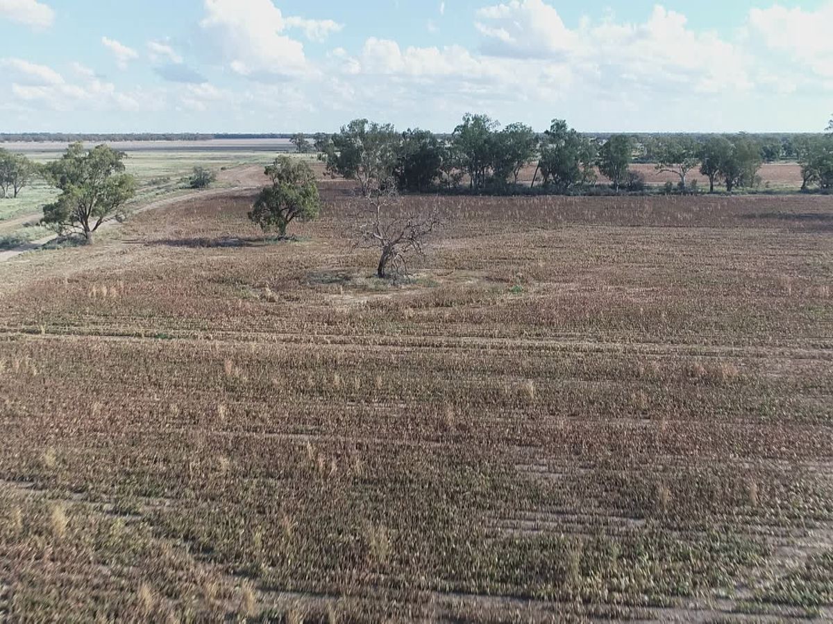 Mouse plague in western NSW decimating crops, destroying livelihoods