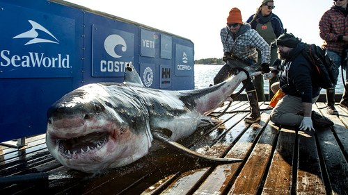 The shark is named Ironbound and measures around 3.7 metres.