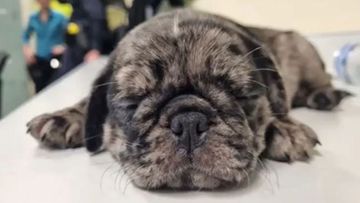 An eight-week old merle pug has been reunited with its owners after police raided a Queensland home on Christmas morning.
