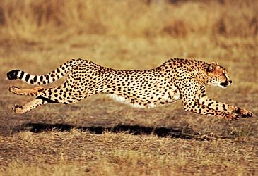 Which genus of felidae does the cheetah belong to?