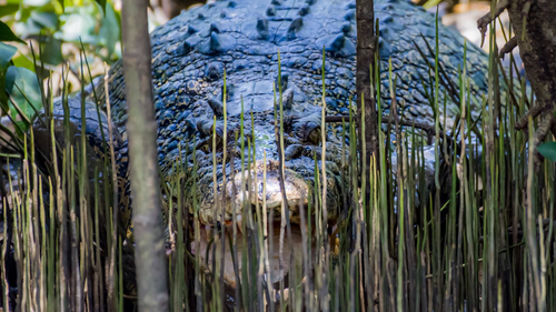 Crocodiles should be respected - and appreciated from a very safe distance,' he says. 