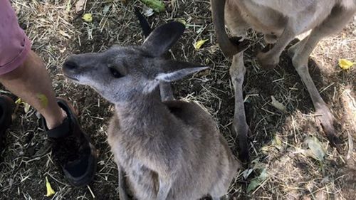 Baby kangaroo's were stuck without food after being evacuated from a sanctuary in fire affected Queensland.