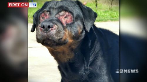 Bear was found with severe wounds in northern Adelaide last year. (9NEWS)