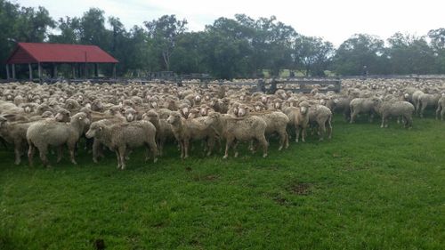 Large flock of sheep disappears from rural Queensland paddock