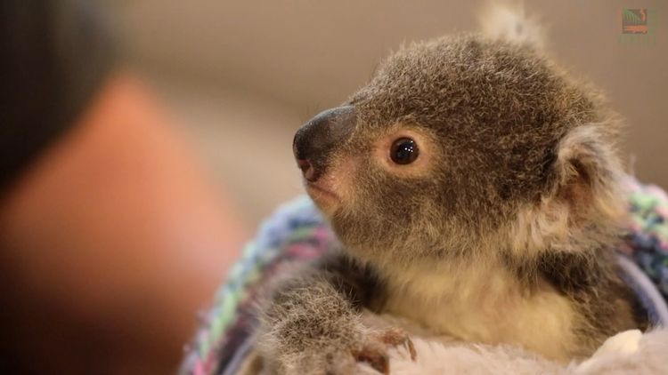 Koala chlamydia: Climate change is making the grave problem worse