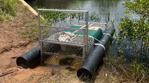 Authorities said the animal was ﻿maimed after it was removed from an underwater trap at Howard Springs.