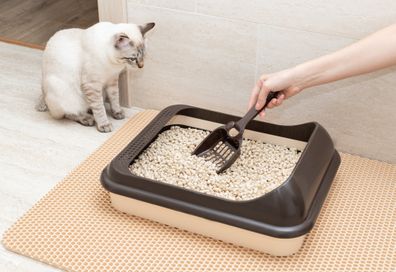 cat litter box