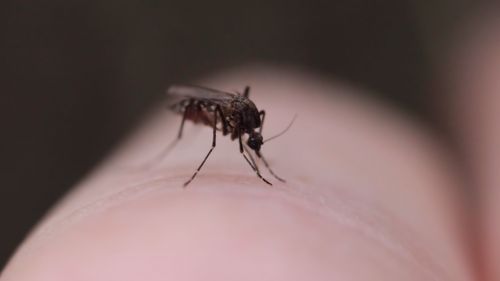 Mosquito populations are expected to explode as humid, wet weather creates 'ideal conditions'.